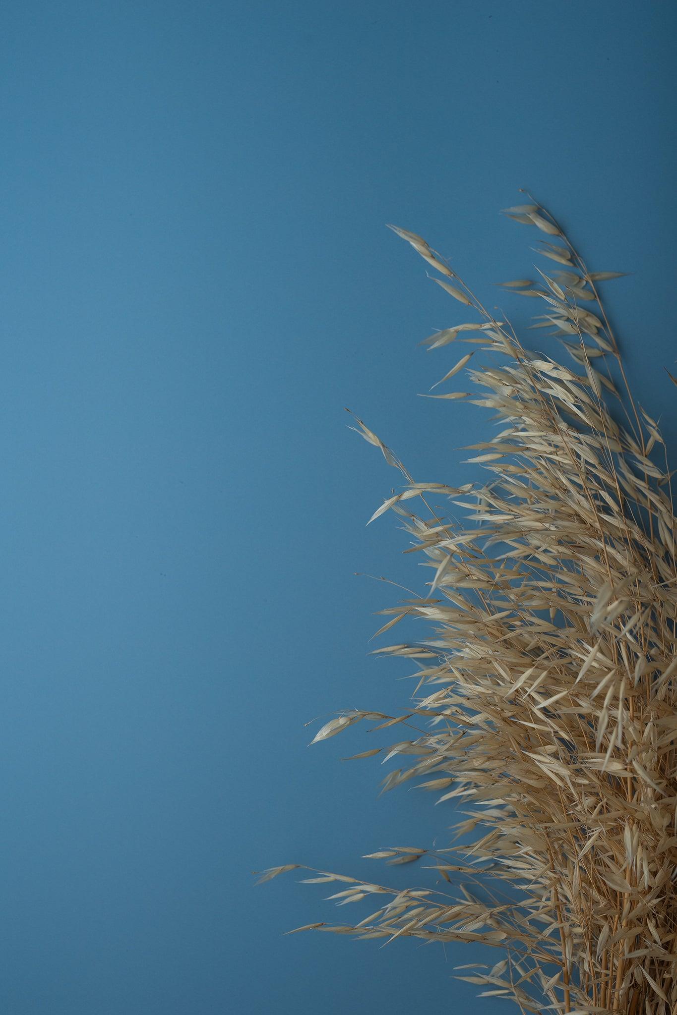 Produktfotografie Trockengraeser vor Backdrop „Blaubeere“ – blauer Fotohintergrund von BACKDROP SHOP