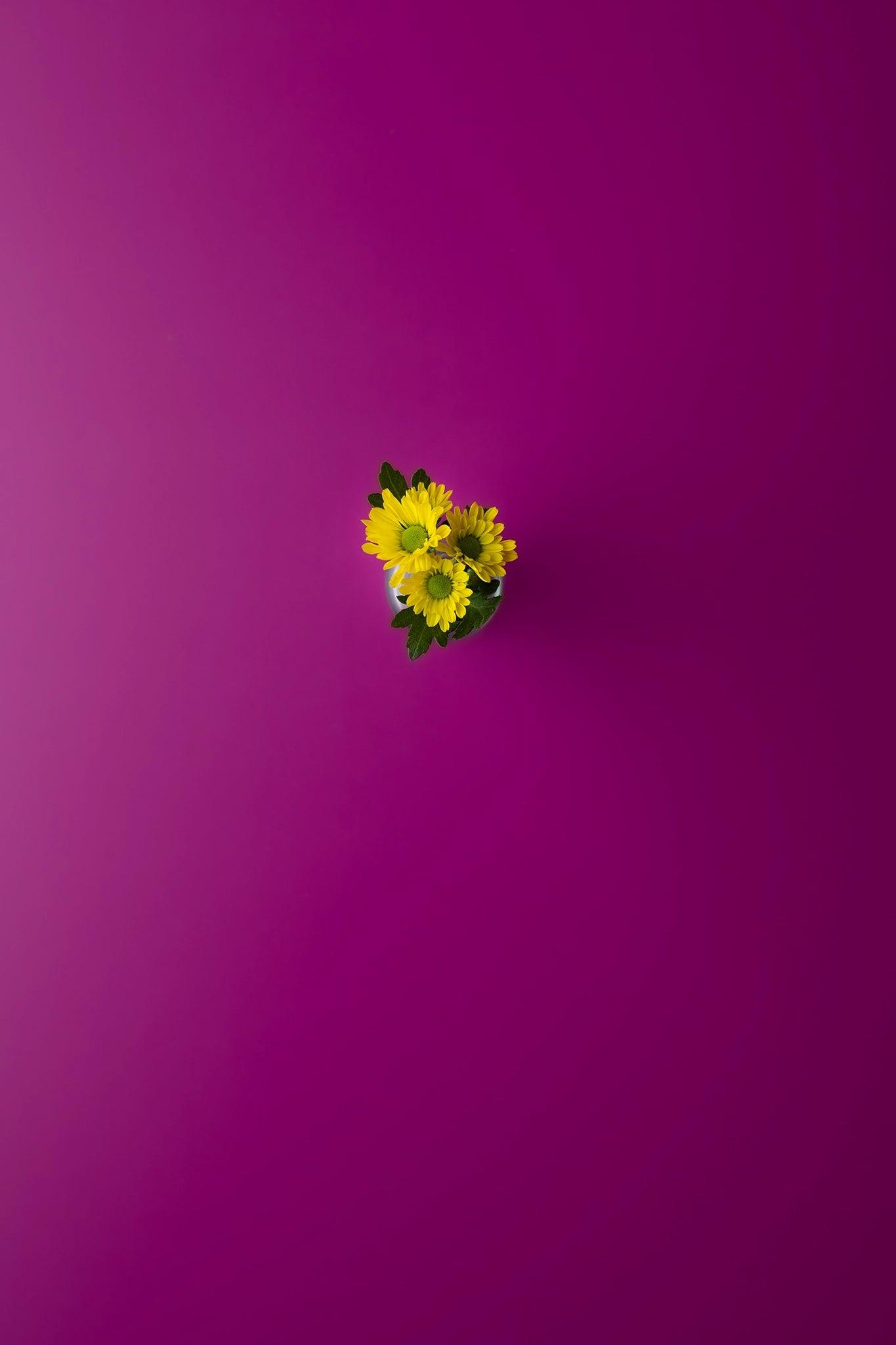 Backdrop „Granatapfel“ – Pinker Fotohintergrund - BACKDROP SHOP