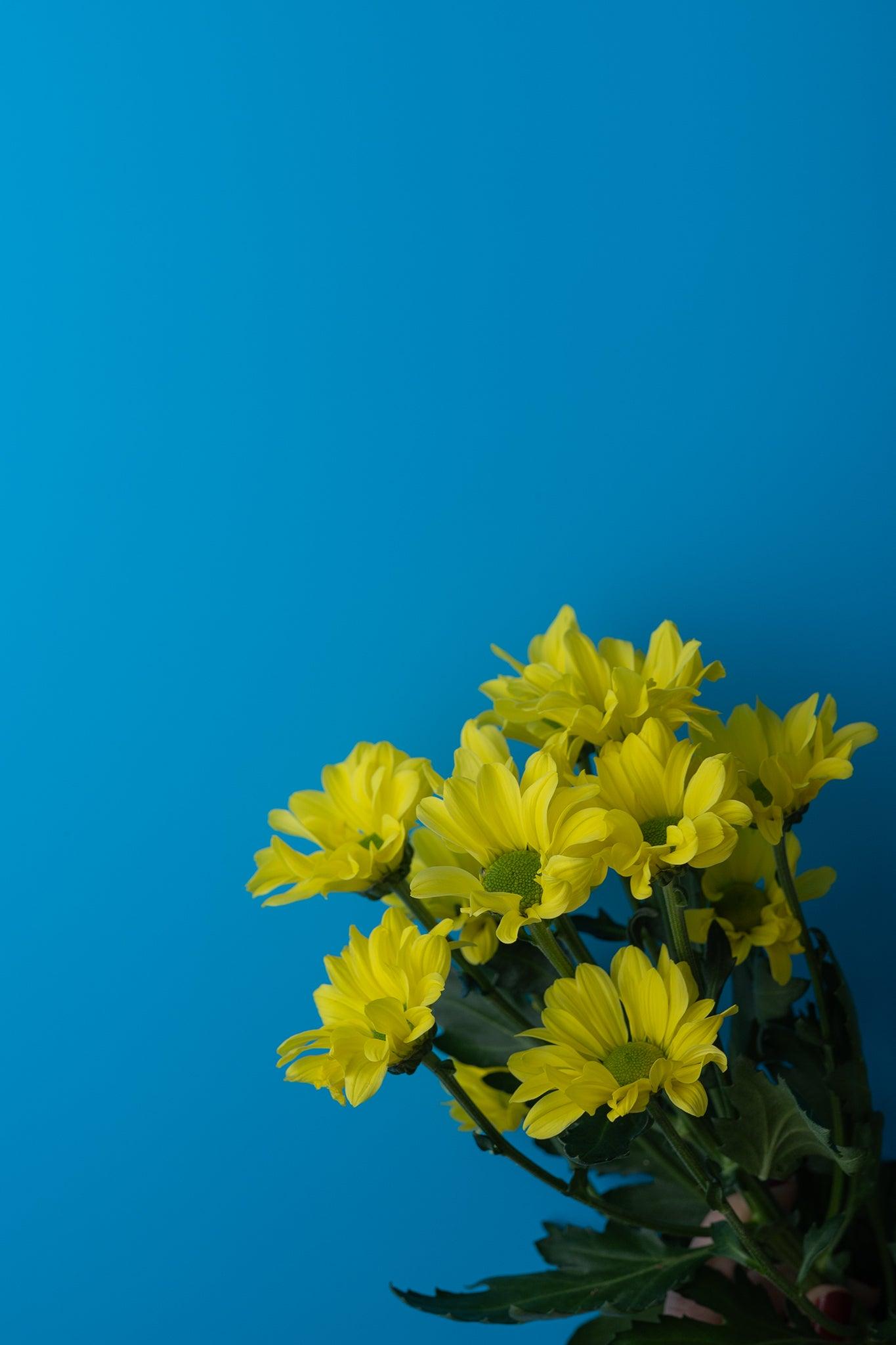 Backdrop „Schmetterlingserbsenblüte“ – Cyan Fotohintergrund - BACKDROP SHOP