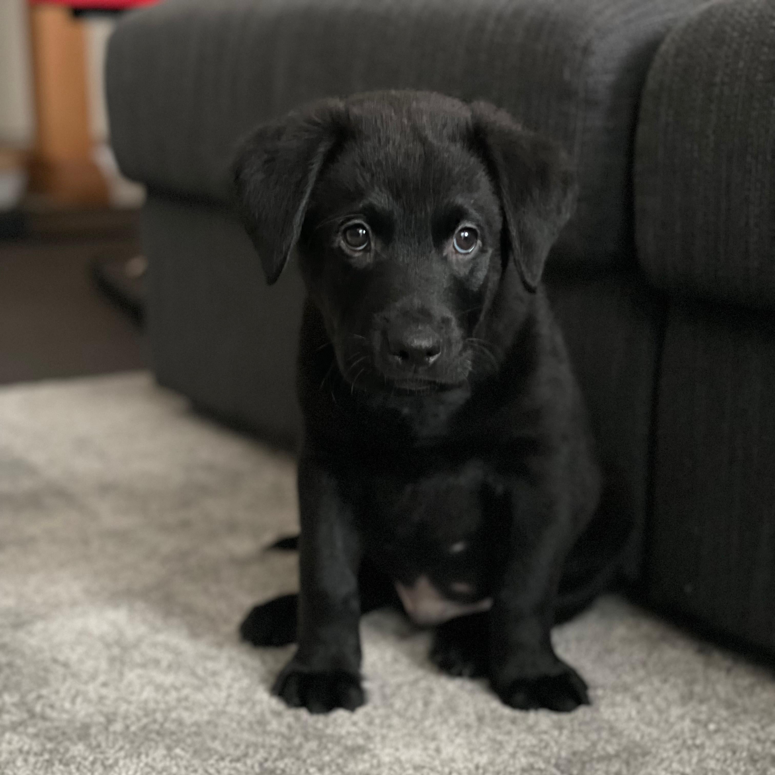 Bobby unser zweiter Bürohund