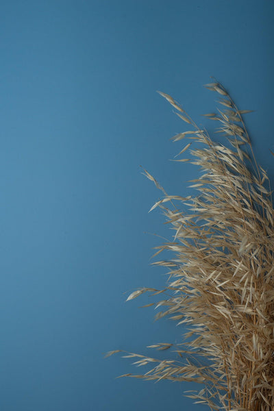 Produktfotografie Trockengraeser vor Backdrop „Blaubeere“ – blauer Fotohintergrund von BACKDROP SHOP