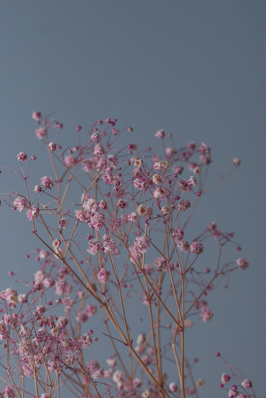 Backdrop "Champignon"