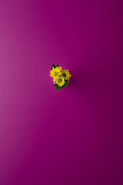 Top-down Flatlay mit gelben Chrysanthemen in Vase auf Backdrop „Granatapfel" – pinker Fotohintergrund, Komplementärkontrast Gelb auf Magenta
