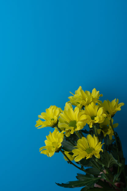 Kräftig cyanfarbener Backdrop Schmetterlingserbsenblüte, ideal für Produktfotografie und Food-Fotografie im Trendstil ‚bright and bold‘, lebensmittelecht, vielseitig einsetzbar als Fotohintergrund oder Fotountergrund, 60 x 90 cm