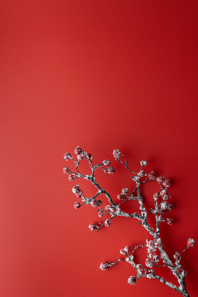 Verschneiter Beerenzweig auf Backdrop „Kirsche“ – roter Fotohintergrund für winterliche Foodfotografie