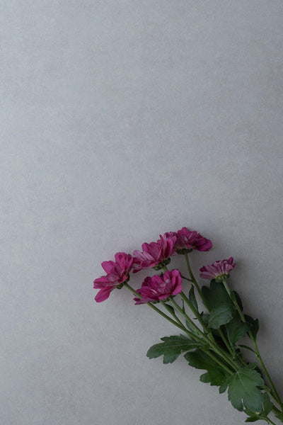 Produktfotografie pinke Chrysanthemen auf Backdrop „Tofu“ – heller Beige-Fotohintergrund von BACKDROP SHOP